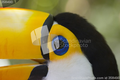 Image of Closeup of a toucan