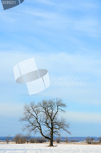 Image of Lonely tree in a winter field