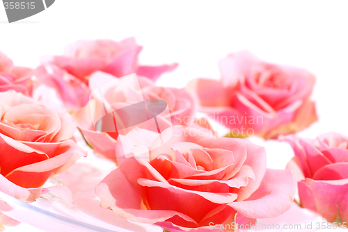 Image of Pink roses