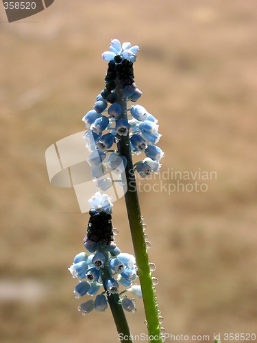 Image of Spring blue flowers