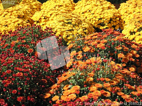 Image of Colorful fall mums