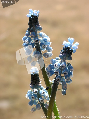 Image of Grape hyacinth