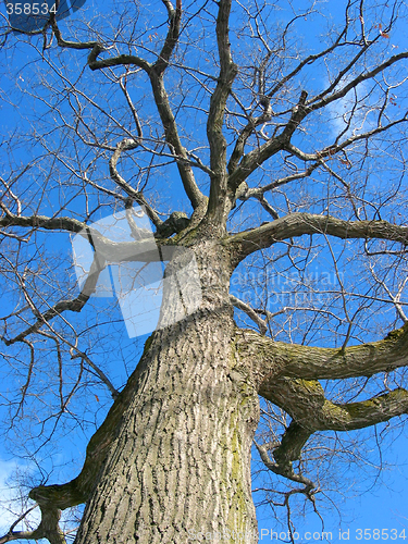 Image of Oak tree in winter