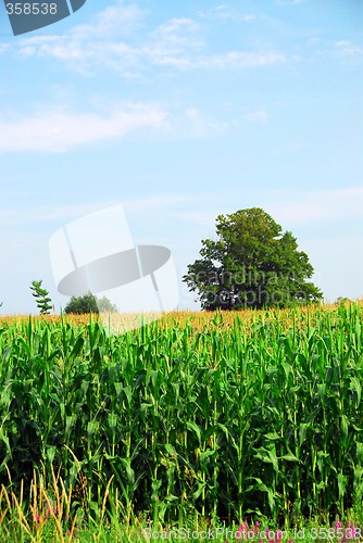 Image of Corn field