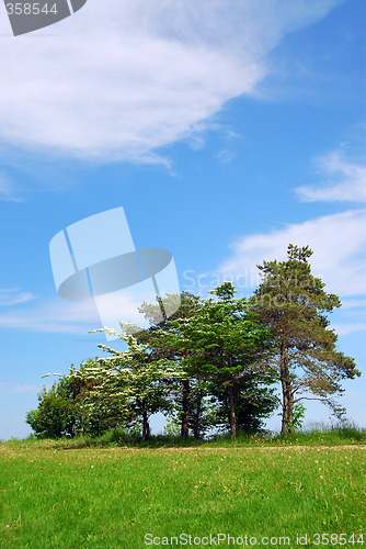 Image of Summer landscape