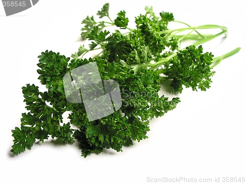 Image of Fresh parsley on white background