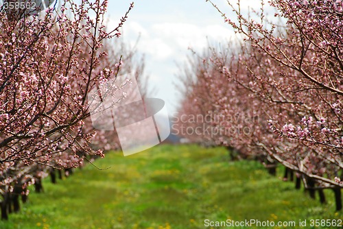 Image of Blooming peach orchard