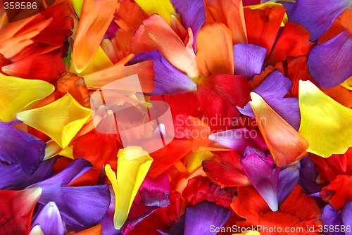 Image of Flower petal background