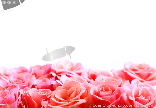 Image of Flower border