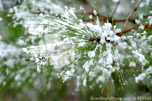 Image of Snowy pine needles