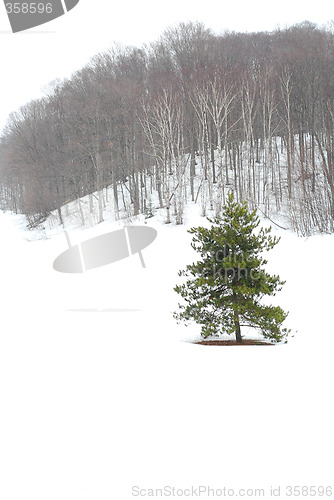 Image of Winter landscape