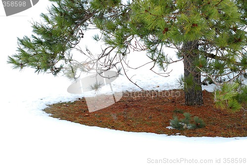 Image of Under winter pine