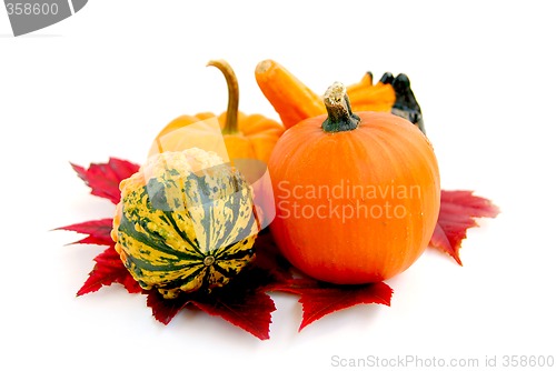 Image of Mini pumpkins