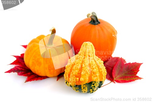 Image of Mini pumpkins