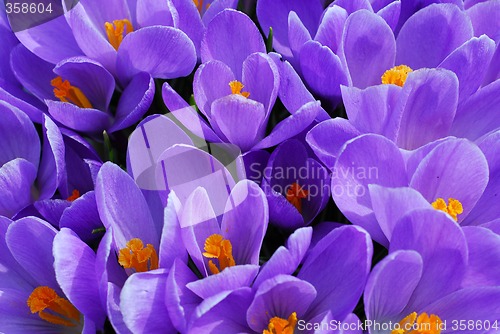 Image of Purple crocus