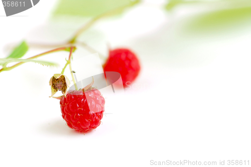 Image of Raspberry branch white