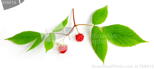 Image of Raspberry branch on white