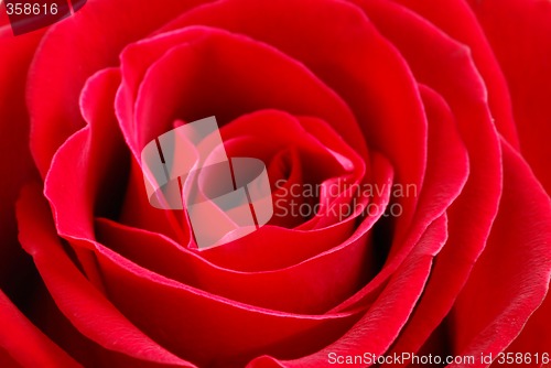 Image of Red rose