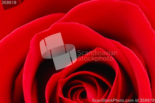 Image of Red rose