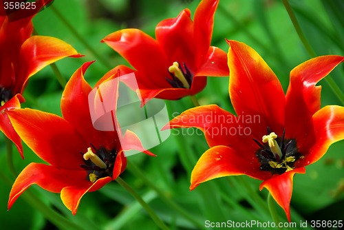 Image of Red tulips