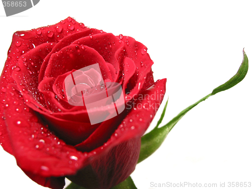 Image of Red rose with water droplets