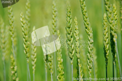 Image of Green grain growing