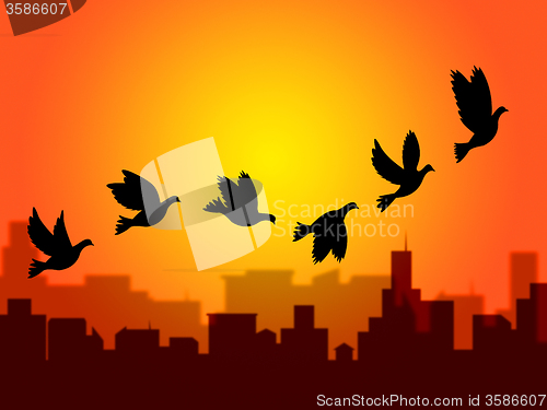 Image of Flying Birds Shows Summer Time And Season