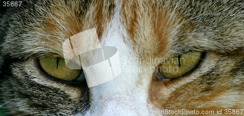 Image of cat eyes