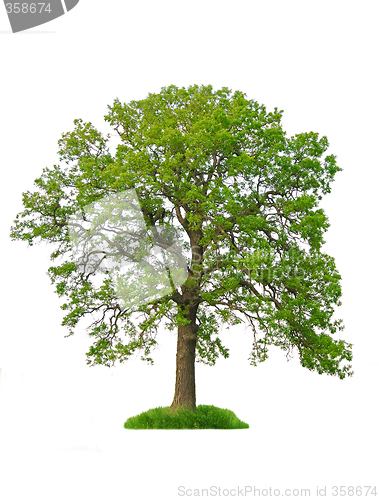 Image of Isolated tree