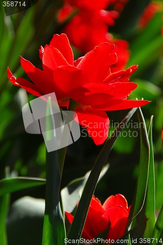 Image of Red tulip close