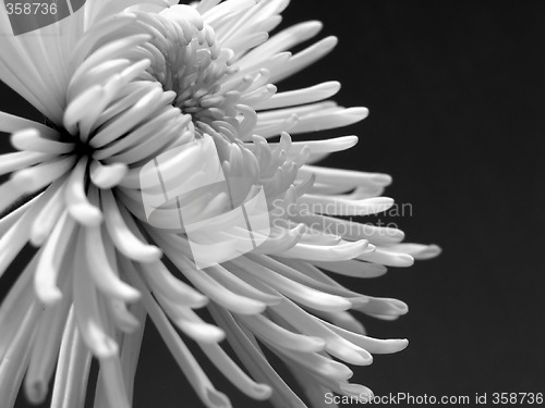 Image of White chrysanthemum