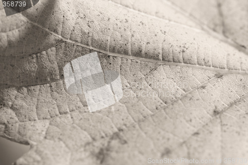 Image of Beautiful background leave