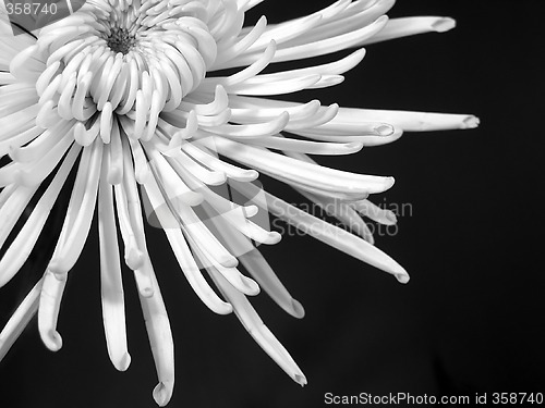 Image of White chrysanthemum