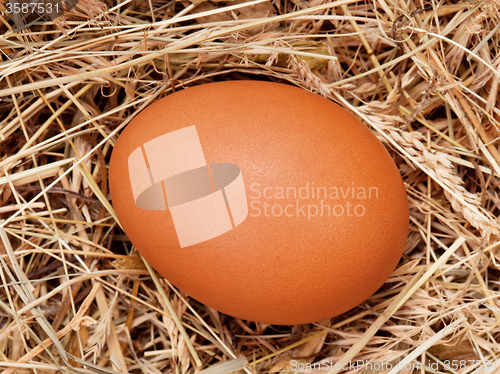 Image of Eggs in nest