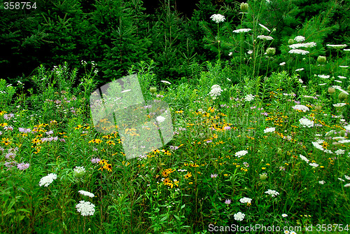 Image of Wildflowers