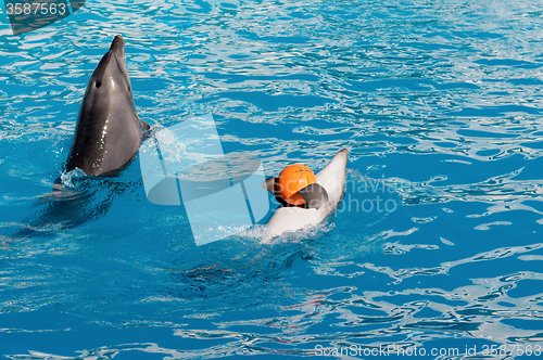 Image of Dolphin with ball