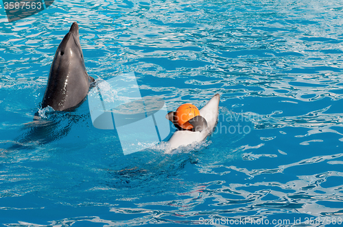 Image of Dolphin with ball