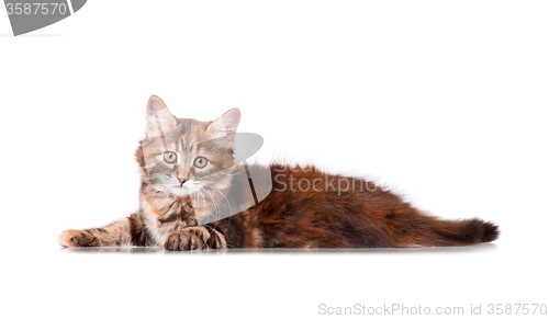 Image of Cut cat