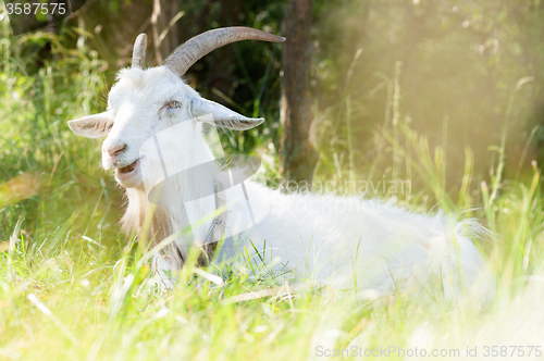 Image of White goat