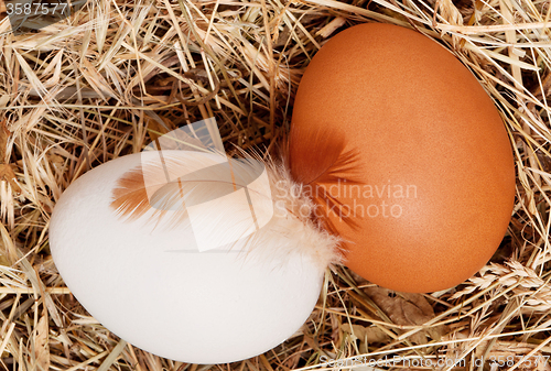 Image of Eggs in nest