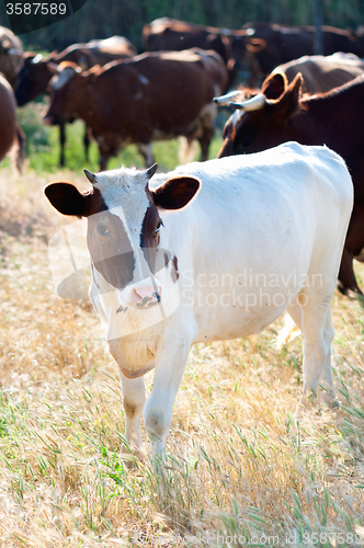 Image of Cattle grazing