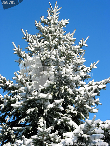 Image of Winter fir under snow 1
