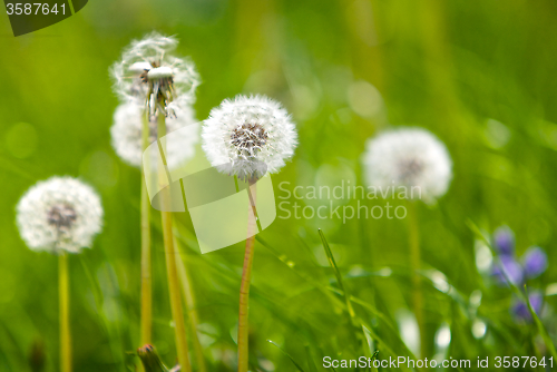 Image of Dandelion