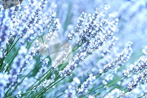 Image of Lavender Flowers