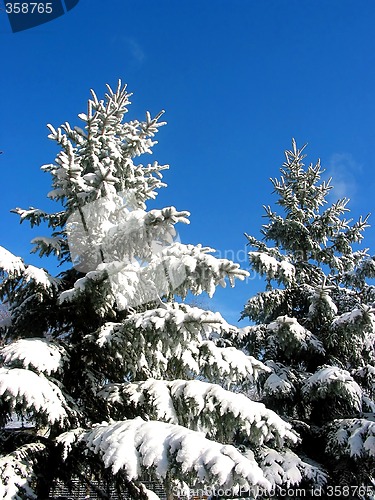 Image of Winter fir trees under snow