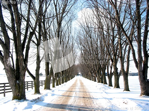 Image of Winter tree lined lane