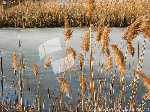 Image of Reeds winter pond