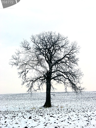 Image of Tree in a winter field 1