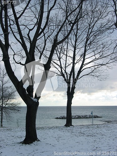 Image of Winter trees on lakeshore