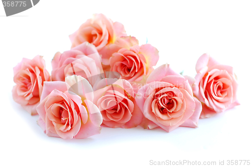 Image of Pink roses on white